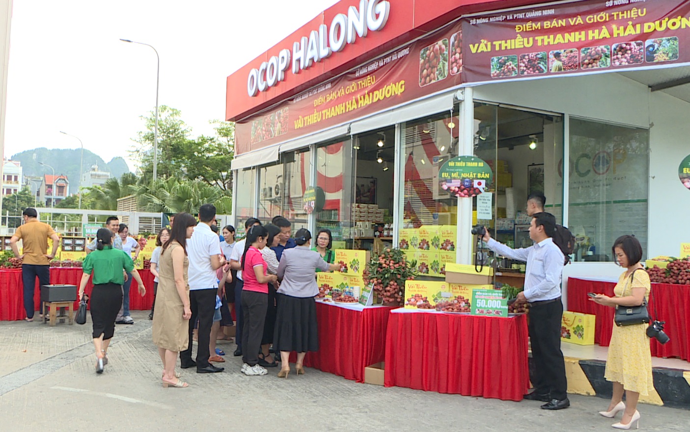 Khai trương điểm bán vải thiều Thanh Hà tại Quảng Ninh